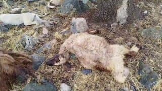 برخورد صاعقه با گله گوسفندان در روستای سراب کارزان موجب تلف شدن ۹رأس گوسفند آبستن به همراه سگ گله شد. خوشبختانه به صاحب گله آسیبی نرسید.